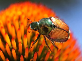 A Japanese beetle is shown on a flower at Rosina and Maurizio Cafueri's yard on Thursday, July 23, 2015, in Windsor, ON. (DAN JANISSE/The Windsor Star)