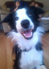 Bella a Border Collie. (Sherri Jones/special to The Star)