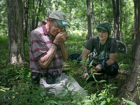 Allan Aubin, left, a moss specialist, and Laura Foy, search for different species of moss at Ojibway Park during the Ojibway Prairie BioBlitz 2105, Saturday, July 18, 2015.  The BioBlitz is a 24-hour survey of all plants and animals in the Ojibway Prairie Complex.  (DAX MELMER/The Windsor Star)