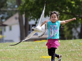 A young girl chases a seagull along the downtown Windsor, Ont. waterfront on Tuesday, July 21, 2015 on a sunny summer day. (DAN JANISSE/The Windsor Star)
