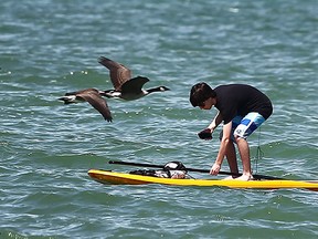 A gaggle of geese fly by a stand up paddle boarder on Tuesday, July 28, 2015, near the Sandpoint Beach in Windsor, ON. (DAN JANISSE/The Windsor Star)