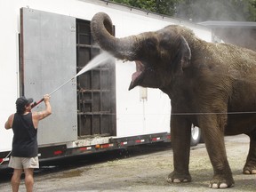 A Tarzan Zerbini Circus elephant enjoys a watery treat during a 2008 visit to Windsor. The 10th generation circus is coming back to the city but some readers question the ethics of including animal acts in a circus today. (Jason Kryk/ The Windsor Star)