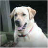Cooper, a Yellow Lab. (Janet Tracey/special to The Star)Â
