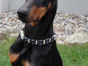 Jeff, a Doberman. (Vickie Weigel/special to The Star)