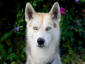 Onyx, a Siberian Husky. (Julie King-Bray/special to The Star)