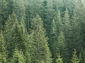 Healthy, green coniferous forest with old spruce, fir and pine trees in wilderness area of a national park. Sustainable forestry, ecosystem and healthy environment concepts. Photo by fotolia.com