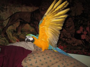 Herbie a Macaw. (Michelle Kovack/special to The Star)
