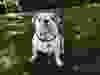 Hershey, an English Bulldog. (Rachelle Apolloni/special to The Star)