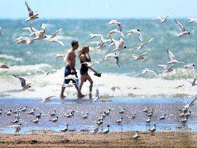 Tina Terescsik and Vincenzo Heska walk along Seacliffe Beach as seagulls take flight in Leamington, Ontario on July 30, 2015.   The two are visiting from Waterloo and were enjoying the weather in Essex County.   (JASON KRYK/The Windsor Star)