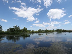 Hillman Marsh Conservation  area July on 30, 2015.  (JASON KRYK/The Windsor Star)