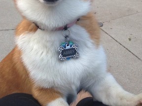 Abbey a Pembroke Welsh Corgi. (Hailey Markowskly/special to The Star)