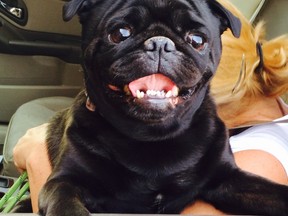 Wozzle a Pug. (Karly Clark/special to The Star)
