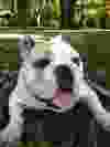 Oda an English Bulldog. (Stephanie Stickland/special to The Star)