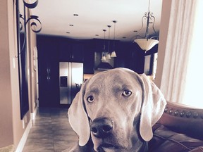 Chelsey, a Weimaraner/Special To The Star)