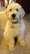 Mojo a Labradoodle. (Chad Thomas/special to The Star)