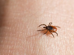 Black-legged deer tick. (Fotolia.com)