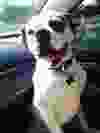 Joker, an American Bulldog. (Jeffery Lacombe/special to The Star)