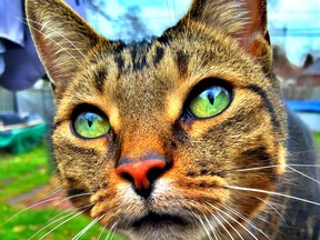 Juicebox, a Barn Cat. (Julie Miuccio/special to The Star)