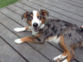 Kobe a Miniature Australian Shepherd. (Sandra Anderson/special to The Star)