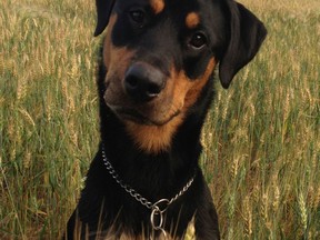 Lola, the Rottweiler was the winner of last year's Woofa-Roo contest.