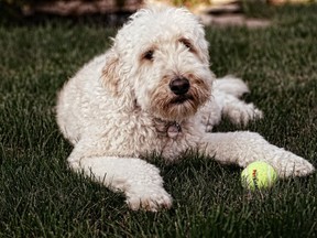 Molson, a Golden Doodle. (Michelle Connell/special to The Star)