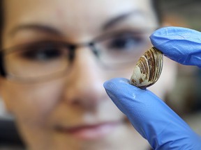 Alyssa Frazao, a University of Windsor student is doing research on invasive species of mussels in Lake Erie. She is shown at the school in Windsor, ON. where she has been documenting the length and weight of the species. (DAN JANISSE/The Windsor Star)