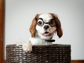 Stella, a Cavalier King Charles Spaniel. (Courtney Stearns/special to The Star)