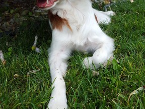 Pepper, a Brittany. (Sara Favero/special to The Star)