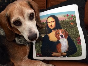 Piper, a Beagle. (Connie Marger/special to The Star)