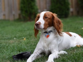 Polo a Brittany. (Andrew Pawelski/special to The Star)