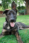 Rookie, a Dutch Shepherd Mix. (Kaitlyn Meloche/special to The Star)Â