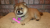 Dakota, a Chow Chow. (Chad Wilson/special to The Star)Â