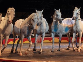 In this file photo, the Shrine Circus was in town July 11, 2012, performing at the WFCU Centre in Windsor, Ont. A group of horses are guided by a performer during the show.   (Windsor Star / DAN JANISSE)