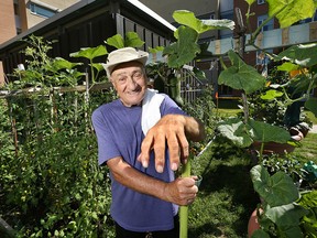 Tony Letteri, 79, a Huron Lodge resident is pictured at his garden at the facility. He spends hours each day working on the vegetables and flowers which he gives to fellow residents. (DAN JANISSE/The Windsor Star)