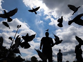 Hayder Al-Alawi feeds pigeons near Goyeau St. and Elliott St. in downtown Windsor, Ontario on July 14, 2015.   (JASON KRYK/The Windsor Star)