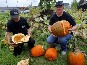 John Papagelakis, left, and June Bisetto, both workers a Ten Friends Diner, display some of the vandalism to their community garden where pumpkins were needlessly damaged Monday August 10, 2015. Vegetables from the garden help support the diner and donation programs for the needy. (NICK BRANCACCIO/The Windsor Star)