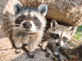 Two of the many raccoons Hayley Hesseln keeps in a pen in the backyard of her Saskatoon home, August 26, 2015. Hesseln’s raccoons are rescues that she nurse back to health before returning them to the wild. (Postmedia News)