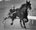 Harness driver Bill Gale practises at Windsor Raceway in 1981. (Windsor Star files)