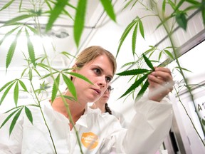 Sarah Stuive, biological control consultant, checks for bugs at Bedrocan Canada, a medical marijuana facility, in Toronto on Monday, August 17, 2015. THE CANADIAN PRESS/Darren Calabrese