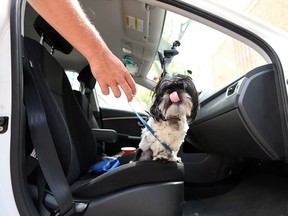 Two dogs were rescued from a locked vehicle near Windsor City Hall on Aug. 5, 2015.    Windsor police had to unlock a a car door to cool down the interior of the vehicle after reports came in that the dogs were barking in a locked, unattended vehicle.   Windsor police and SPCA officers spoke with the owners of the dogs who returned after an hour.   (JASON KRYK/The Windsor Star)