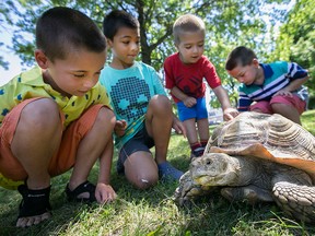 A group of boys get a close look at a tortoise at the Emancipation Day Celebration at Lanspeary Park, Sunday, August 2, 2015.  (DAX MELMER/The Windsor Star)