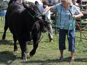 Brenda Anger, incoming 2016 president of the Harrow Fair, takes part in one of the livestock demonstrations.
- Courtesy Harrow Fair