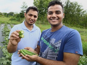 Mitesh Rahate, left, and Mandar Patil, of Mumbai, India, hold locally grown Okra at Chris Knight's Highgate area farm. The two men are part of the Artisinal Culinary Arts Graduate program at Fanshawe College that links cooks and chefs with the farmers growing the products used in their dishes. Photo taken in Highgate, Ont. on Wednesday August 26, 2015. (Diana Martin/Postmedia News)