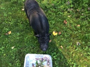 Arthur Bacon the pot-bellied pig has been returned home safe and sound after escaping from his pen in Windsor. (Courtesy of Jody Bridgewater)