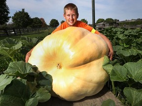 Spencer Klassen, 19, has a large pumpkin he's growing for the Harrow Fair. It's at an estimated 440 pounds now and he thinks he can get it to 600 pounds by the Labour Day weekend fair. Klassen poses with the pumpkin on Friday, August 14, 2015, in Wheatley, ON. (DAN JANISSE/The Windsor Star)