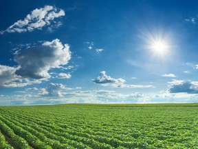 Rows of green soybeans, one of Essex County's most important cash crops, sit against the blue sky and setting sun. Ontario Agri-Food Education Inc.  seeks to educate consumers and re-connect them to the agri-food industry.