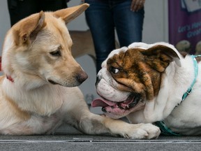 Semifinalists in the Be the Face of Woofa-Roo Pet Fest, Mila, left, a three-legged Retriever mix, and Theo, an English Bulldog, sit on stage at the announcement of the contest winner at the Libro Complex, Saturday, August 8, 2015.     (DAX MELMER/The Windsor Star)