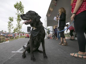 Calvin J, an American Field Lab, with his owner, Sarah Pelaccia-Reaume, was crowned the face of Woofa-Roo Pet Fest, at the Libro Complex, Saturday, August 8, 2015.     (DAX MELMER/The Windsor Star)
