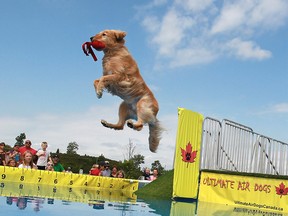 Jasper, a Golden Retriever, jumps into a catching contest at the Woofa-Roo Pet Fest in 2013. (Dax Melmer / The WIndsor Star)