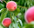 Peaches can be enjoyed in several ways, including on ice. (Postmedia News files)